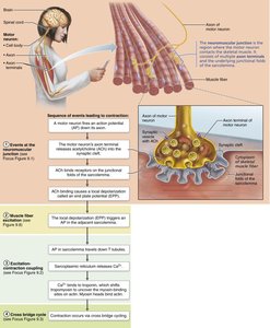 Overview of skeletal muscle contraction