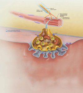 Events at the neuromuscular junction