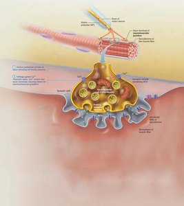 Events at the neuromuscular junction