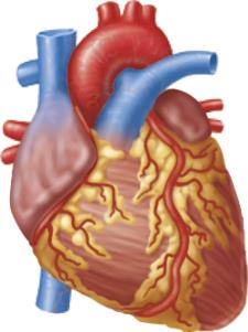 Cardiac muscle illustration