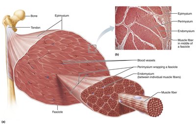 Connective tissue sheaths of skeletal muscle