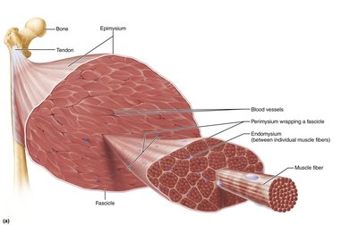 Connective tissue sheaths of skeletal muscle