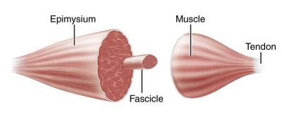 Muscle, fascicle, and tendon