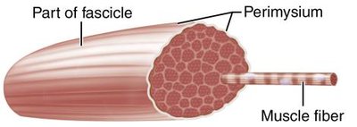 Fascicle and muscle fiber