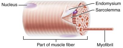 Muscle fiber structure