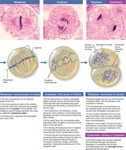 Photomicrographs and diagrams of metaphase, anaphase, telophase, and cytokinesis