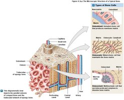 Types of bone cells: osteoblasts, osteocytes, osteoclasts