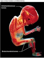 Fetal skeleton showing intramembranous and endochondral bones