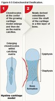 Steps 1-2 of endochondral ossification