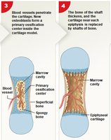 Steps 3-4 of endochondral ossification