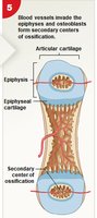 Step 5 of endochondral ossification