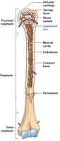 Epiphyseal line in a long bone