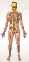 Posterior view of the human skeleton highlighting major bones