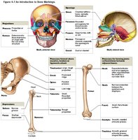 Bone markings: projections, depressions, and openings