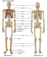 Axial and appendicular skeleton divisions