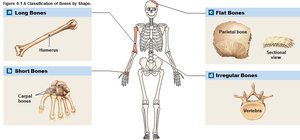 Classification of bones by shape: long, short, flat, irregular