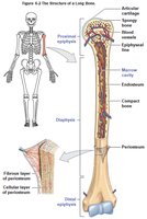 Structure of a long bone: diaphysis, epiphysis, marrow cavity