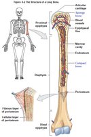 Long bone showing compact and spongy bone