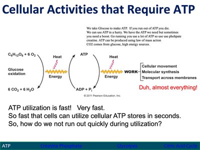 ATP hydrolysis
