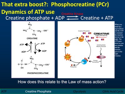 Cellular activities requiring ATP
