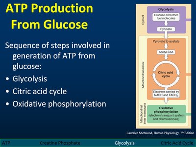 Phosphocreatine supplementation graph