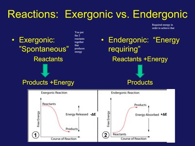 Exergonic vs. Endergonic reactions