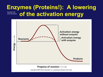 Enzymes lower activation energy