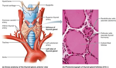 The thyroid gland: anatomy and histology