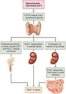 Effects of parathyroid hormone on bone, kidneys, and intestine