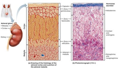 Microscopic structure of the adrenal gland
