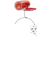Positive feedback: platelets adhere and release chemicals
