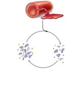 Positive feedback: chemicals attract more platelets