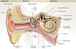 Anatomy of the ear: external, middle, and internal regions