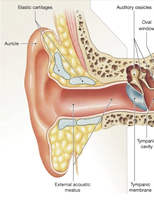 External ear anatomy: auricle and external acoustic meatus