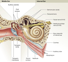 Middle ear anatomy: auditory ossicles and tympanic membrane