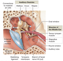 Auditory ossicles: malleus, incus, stapes
