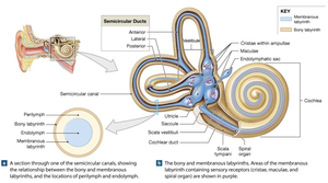 Internal ear: bony and membranous labyrinths