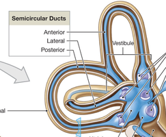 Semicircular ducts: anterior, lateral, posterior