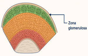 Adrenal cortex layers: zona glomerulosa