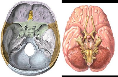 Cranial nerves and their foramina