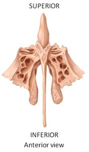 Ethmoid bone with crista galli, perpendicular plate, cribriform plate, and conchae