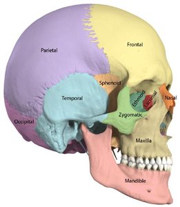 Labeled skull bones: parietal, frontal, temporal, sphenoid, ethmoid, nasal, zygomatic, maxilla, mandible, occipital