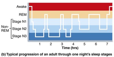 EEG patterns in different sleep stages