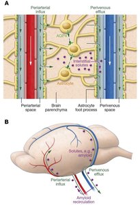 Glymphatic system and meningeal lymphatics
