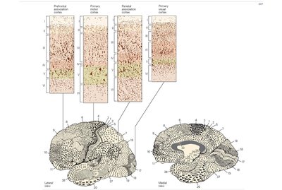 Brodmann areas and cortical layers