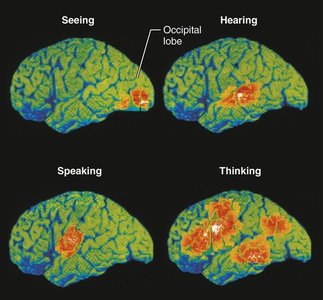 Functional neuroimaging of the cerebral cortex