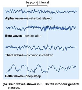EEG brain wave patterns: alpha, beta, theta, delta