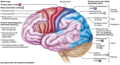 Language areas of the cerebral cortex