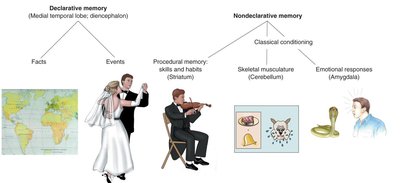 Types of memory: declarative and nondeclarative