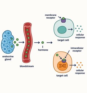 Diagram of hormone release from endocrine gland, transport in bloodstream, and binding to membrane or intracellular receptors on target cells